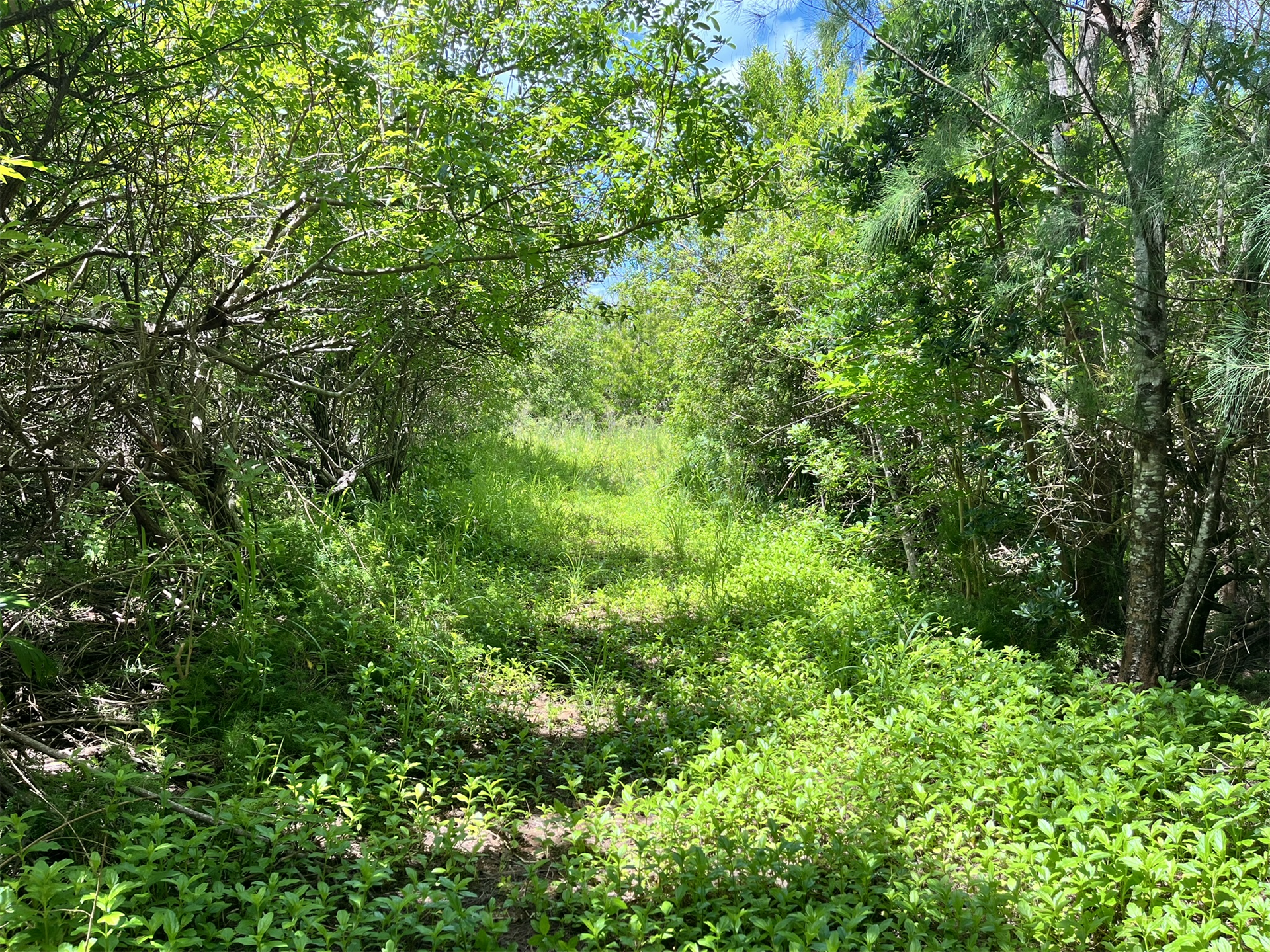 Land/Vacant Land's Image 7